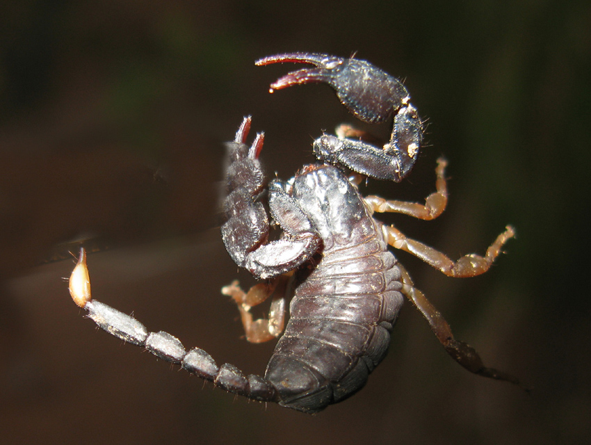 Euscorpius flavicaudis